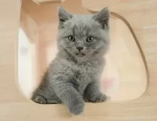 ブリティッシュショートヘア【神奈川県・男の子・2025年8月11日・ブルー】の写真5「🌟全頭総額表示🌟接種済ワクチン代・マイクロチップ代・健康診断料込」