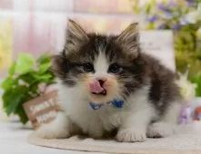 ノルウェージャンフォレストキャット【神奈川県・男の子・2025年9月5日・ブラウンタビー&ホワイト】の写真5「🌟全頭総額表示🌟接種済ワクチン代・マイクロチップ代・健康診断料込」