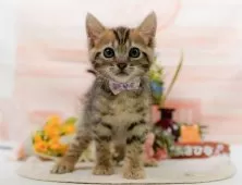 マンチカン(長足)【神奈川県・女の子・2025年10月19日・ブラウンタビー】の写真5「🌟全頭総額表示🌟接種済ワクチン代・マイクロチップ代・健康診断料込」