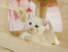 マンチカン(長足)【神奈川県・男の子・2025年5月5日・クリームタビー】の写真6「当日見学OK！！まずは、お気軽にご連絡ください🎶」