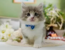 ノルウェージャンフォレストキャット【神奈川県・男の子・2025年9月20日・ブルータビー&ホワイト】の写真5「🌟全頭総額表示🌟接種済ワクチン代・マイクロチップ代・健康診断料込」