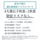 ノルウェージャンフォレストキャット【神奈川県・男の子・2025年4月26日・ブラウンタビー&ホワイト】の写真4「🧬 4大遺伝子疾患＋1疾患🧬 検査済み✨発症リスクなし🔒 安心して迎えられる子猫です🐱💖」