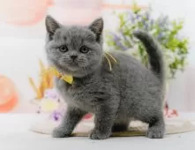 ブリティッシュショートヘア【神奈川県・女の子・2025年3月7日・ブルー】の写真6「🚃三ツ境駅から徒歩５分🐾駅からまっすぐ歩いたら到着します🎶」