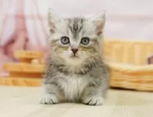 マンチカン(短足)【神奈川県・男の子・2025年4月4日・シルバータビー】の写真5「当日見学OK！！まずは、お気軽にご連絡ください🎶」