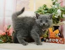 ブリティッシュショートヘア【神奈川県・女の子・2025年4月9日・ブルー】の写真5「当日見学OK！！まずは、お気軽にご連絡ください🎶」