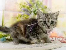 アメリカンショートヘア【神奈川県・女の子・2025年4月22日・シルバーパッチドタビー】の写真5「当日見学OK！！まずは、お気軽にご連絡ください🎶」