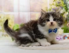 ノルウェージャンフォレストキャット【神奈川県・男の子・2025年9月5日・ブラウンタビー&ホワイト】の写真6「当日見学OK！！まずは、お気軽にご連絡ください🎶」