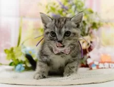 アメリカンショートヘア【神奈川県・女の子・2025年4月22日・シルバーパッチドタビー】の写真6「🚃三ツ境駅から徒歩５分🐾駅からまっすぐ歩いたら到着します🎶」