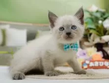 マンチカン(長足)【神奈川県・男の子・2025年8月6日・ブルーポイント】の写真7「当日見学OK！！まずは、お気軽にご連絡ください🎶」