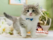 ノルウェージャンフォレストキャット【神奈川県・男の子・2025年9月20日・ブルータビー&ホワイト】の写真6「当日見学OK！！まずは、お気軽にご連絡ください🎶」