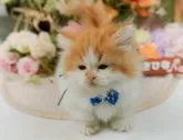 ミヌエット(短足)【神奈川県・男の子・2025年2月9日・レッドタビー&ホワイト】の写真6「ママさん猫が遊んでいるキャットランも完備🥎」