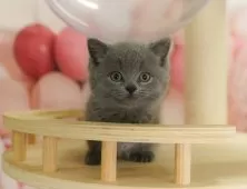 マンチカン(短足)【神奈川県・女の子・2025年5月16日・ブルー】の写真7「🚃三ツ境駅から徒歩５分🐾駅からまっすぐ歩いたら到着します🎶」