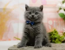 ブリティッシュショートヘア【神奈川県・男の子・2025年10月24日・ブルー】の写真6「当日見学OK！！まずは、お気軽にご連絡ください🎶」