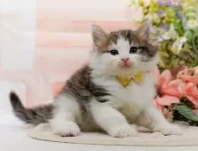 ノルウェージャンフォレストキャット【神奈川県・女の子・2025年9月5日・ブラウンタビー&ホワイト】の写真6「当日見学OK！！まずは、お気軽にご連絡ください🎶」