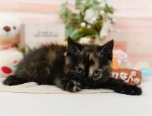 マンチカン(長足)【神奈川県・女の子・2025年9月12日・トーティ】の写真6「当日見学OK！！まずは、お気軽にご連絡ください🎶」