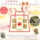 マンチカン(長足)【神奈川県・男の子・2024年10月31日・ブラウンタビー&ホワイト】の写真7「🎍1/2～福袋をプレゼント🎁成約特典はもちろん、来店特典もございます♪」