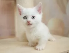 マンチカン(短足)【神奈川県・男の子・2025年8月20日・クリームタビー】の写真6「当日見学OK！！まずは、お気軽にご連絡ください🎶」