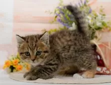 マンチカン(長足)【神奈川県・女の子・2025年7月29日・ブラウンタビー】の写真8「🚃三ツ境駅から徒歩５分🐾駅からまっすぐ歩いたら到着します🎶」