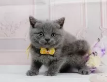 ブリティッシュショートヘア【神奈川県・女の子・2025年4月9日・ブルー】の写真7「ママさん猫が遊んでいるキャットランも完備🥎」