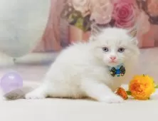 ラグドール【神奈川県・男の子・2025年10月7日・ブルーポイントバイカラー】の写真7「🚃三ツ境駅から徒歩５分🐾駅からまっすぐ歩いたら到着します🎶」