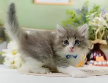 ノルウェージャンフォレストキャット【神奈川県・男の子・2025年9月20日・ブルータビー&ホワイト】の写真7「🚃三ツ境駅から徒歩５分🐾駅からまっすぐ歩いたら到着します🎶」