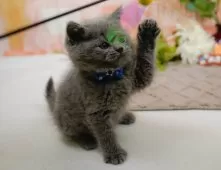 ブリティッシュショートヘア【神奈川県・男の子・2025年10月24日・ブルー】の写真7「🚃三ツ境駅から徒歩５分🐾駅からまっすぐ歩いたら到着します🎶」