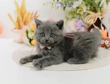 ブリティッシュショートヘア【神奈川県・女の子・2025年4月9日・ブルー】の写真7「ママさん猫が遊んでいるキャットランも完備🥎」