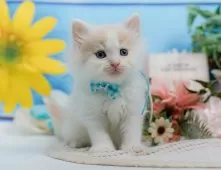 サイベリアン【神奈川県・男の子・2025年5月4日・クリーム&ホワイト】の写真7「ママさん猫が遊んでいるキャットランも完備🥎」