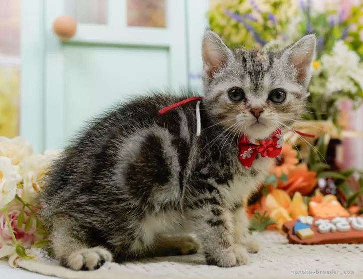 ネコ　　猫　セーター　アメリカンショートヘア アメリカンショートヘア【神奈川県・女の子・2025年4月22日