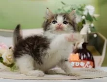 ノルウェージャンフォレストキャット【神奈川県・男の子・2025年9月5日・ブラウンタビー&ホワイト】の写真8「ママさん猫が遊んでいるキャットランも完備🥎」