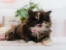 ラガマフィン【神奈川県・女の子・2025年5月18日・キャリコ】の写真8「🐱複数頭見学🐱大歓迎🎉一度の見学で他のネコちゃんたちも見れます💕」