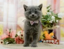 ブリティッシュショートヘア【神奈川県・女の子・2025年4月9日・ブルー】の写真8「🐱複数頭見学🐱大歓迎🎉一度の見学で他のネコちゃんたちも見れます💕」