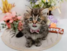 マンチカン(長足)【神奈川県・女の子・2025年4月25日・ブラウンタビー】の写真8「🐱複数頭見学🐱大歓迎🎉一度の見学で他のネコちゃんたちも見れます💕」