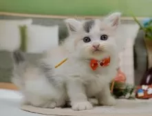 サイベリアン【神奈川県・女の子・2025年6月4日・ダイリュートキャリコ】の写真8「🐱複数頭見学🐱大歓迎🎉一度の見学で他のネコちゃんたちも見れます💕」