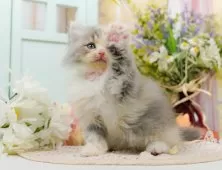 サイベリアン【神奈川県・女の子・2025年7月31日・三毛（キャリコ）】の写真8「ママさん猫が遊んでいるキャットランも完備🥎」