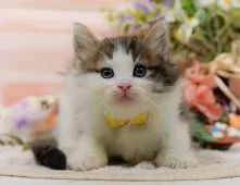 ノルウェージャンフォレストキャット【神奈川県・女の子・2025年9月5日・ブラウンタビー&ホワイト】の写真8「ママさん猫が遊んでいるキャットランも完備🥎」