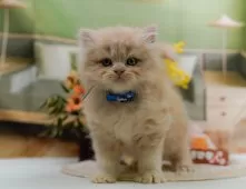 ラガマフィン【神奈川県・男の子・2025年5月18日・クリーム】の写真9「🐱複数頭見学🐱大歓迎🎉一度の見学で他のネコちゃんたちも見れます💕」