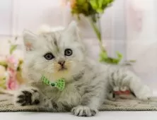 ミヌエット(長足)【神奈川県・男の子・2025年11月16日・シルバータビー】の写真8「🚃三ツ境駅から徒歩５分🐾駅からまっすぐ歩いたら到着します🎶」