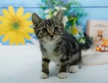 マンチカン(長足)【神奈川県・男の子・2024年10月31日・ブラウンタビー&ホワイト】の写真4「生後70日🐾少し大きくなりました🐱💓」