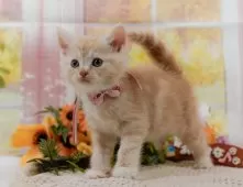 マンチカン(長足)【神奈川県・女の子・2025年6月11日・クリームタビー】の写真9「🐱複数頭見学🐱大歓迎🎉一度の見学で他のネコちゃんたちも見れます💕」