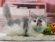 サイベリアン【神奈川県・男の子・2026年3月22日・ホワイト系/ブルー・シルバー系】の写真8「ママさん猫が遊んでいるキャットランも完備🥎」
