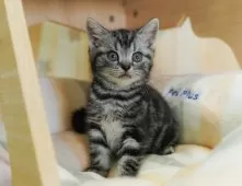 アメリカンショートヘア【神奈川県・男の子・2025年6月20日・シルバータビー】の写真9「🐱複数頭見学🐱大歓迎🎉一度の見学で他のネコちゃんたちも見れます💕」