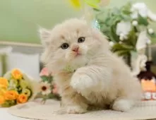 マンチカン(短足)【神奈川県・男の子・2025年9月12日・クリーム&ホワイト】の写真9「🐱複数頭見学🐱大歓迎🎉一度の見学で他のネコちゃんたちも見れます💕」