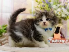 ノルウェージャンフォレストキャット【神奈川県・男の子・2025年9月5日・ブラウンタビー&ホワイト】の写真9「🐱複数頭見学🐱大歓迎🎉一度の見学で他のネコちゃんたちも見れます💕」