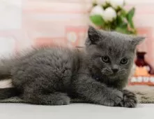 ブリティッシュショートヘア【神奈川県・男の子・2025年10月24日・ブルー】の写真9「🐱複数頭見学🐱大歓迎🎉一度の見学で他のネコちゃんたちも見れます💕」