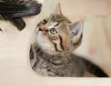 マンチカン(短足)【神奈川県・男の子・2025年8月31日・ブラウンタビー】の写真9「🐱複数頭見学🐱大歓迎🎉一度の見学で他のネコちゃんたちも見れます💕」