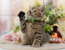 マンチカン(長足)【神奈川県・男の子・2025年7月29日・ブラウンタビー】の写真9「🐱複数頭見学🐱大歓迎🎉一度の見学で他のネコちゃんたちも見れます💕」
