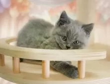 ブリティッシュショートヘア【神奈川県・男の子・2025年8月11日・ブルー】の写真9「🐱複数頭見学🐱大歓迎🎉一度の見学で他のネコちゃんたちも見れます💕」