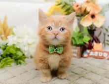 マンチカン(短足)【神奈川県・男の子・2026年5月19日・レッド・ルディ系/クリーム系】の写真9「🐱複数頭見学🐱大歓迎🎉一度の見学で他のネコちゃんたちも見れます💕」