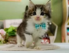 ノルウェージャンフォレストキャット【神奈川県・男の子・2025年9月5日・ブラウンタビー&ホワイト】の写真9「🐱複数頭見学🐱大歓迎🎉一度の見学で他のネコちゃんたちも見れます💕」